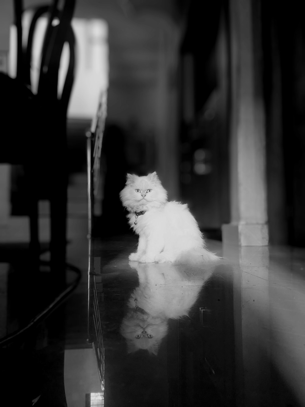 a small white cat sitting on top of a table