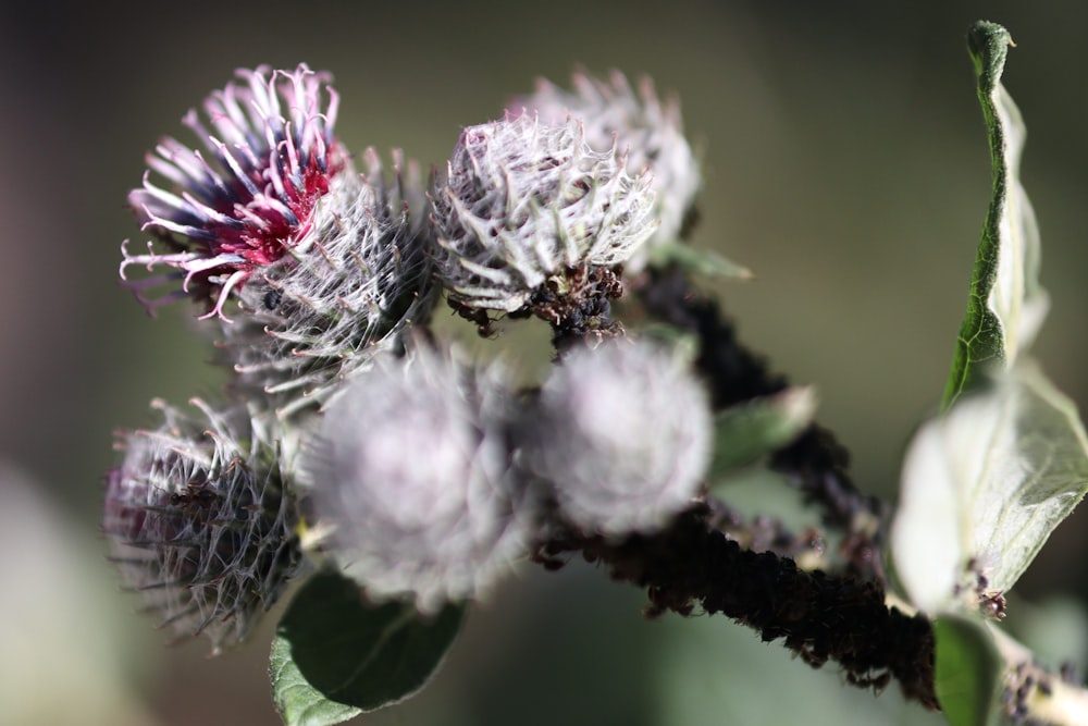 a close up of a flower on a plant