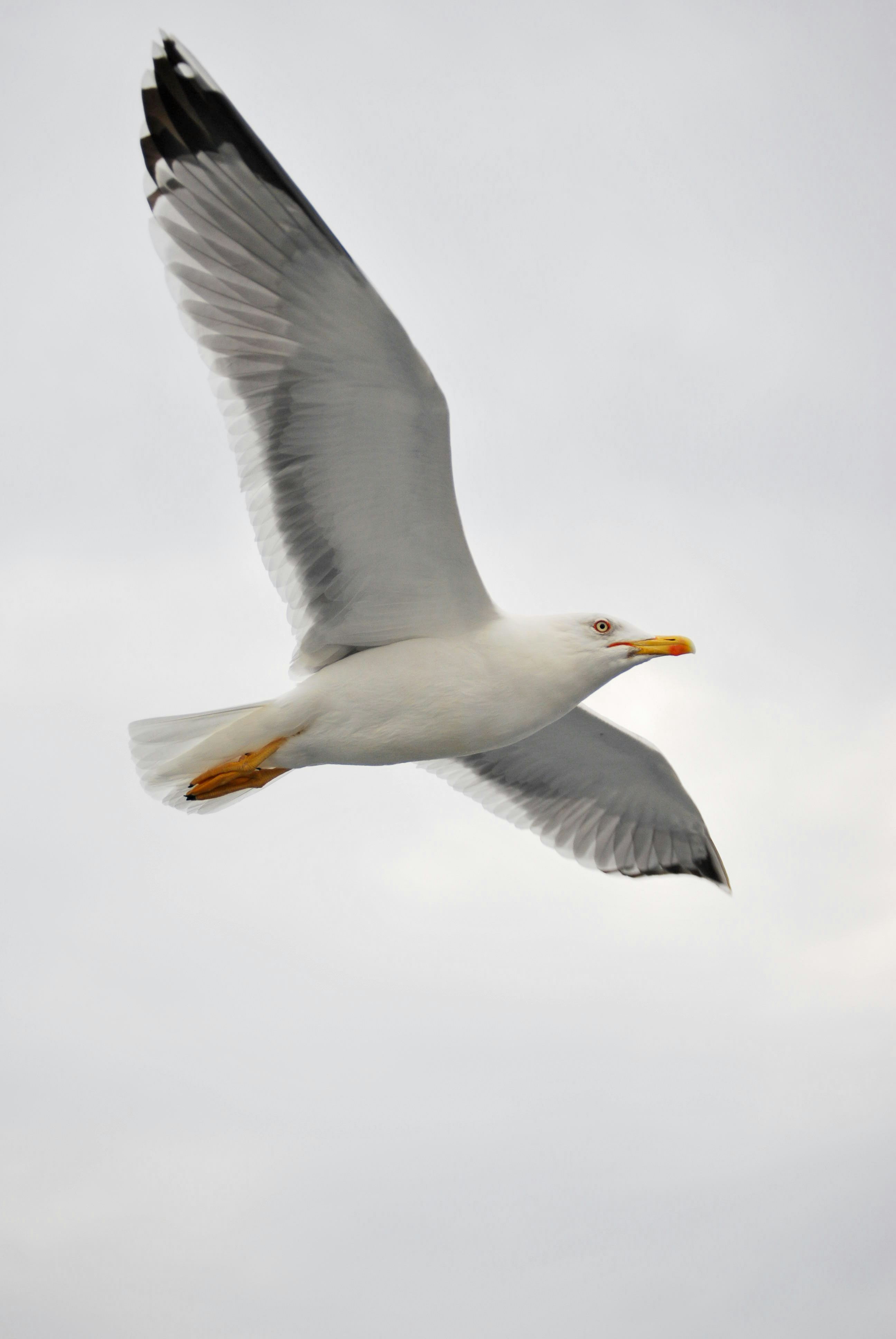 Photo by wild_visonsonig