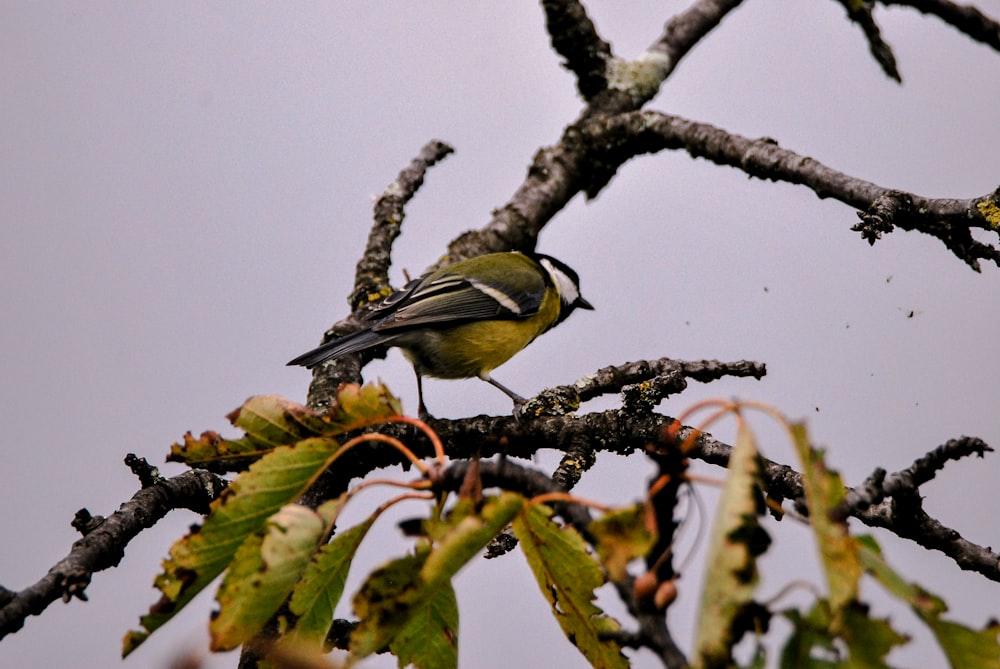 a small bird perched on a branch of a tree