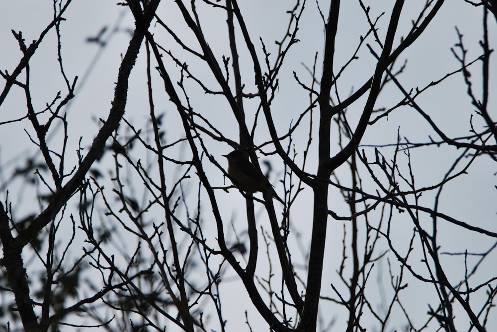 a bird sitting in a tree with no leaves