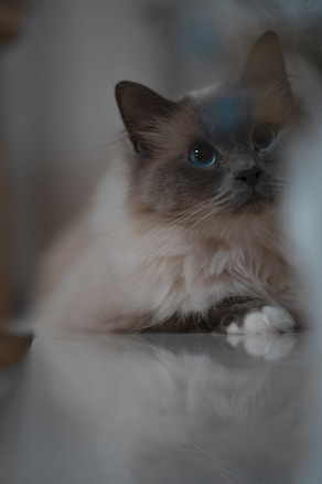 A fluffy, long-haired cat with dark ears and bright blue eyes is gazing intently. Its paws are visible as it rests, and the background is softly blurred, giving a serene and gentle appearance.
