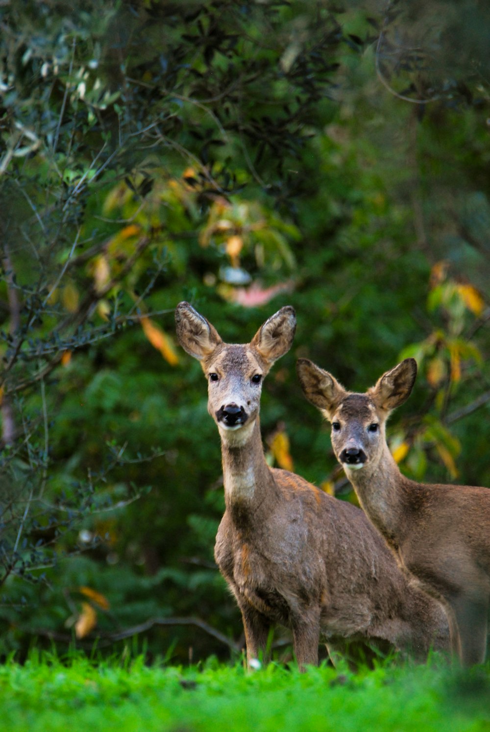 two deer standing next to each other on a lush green field