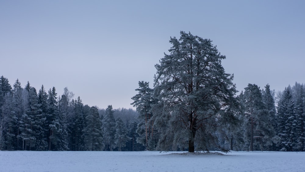 a snow covered field with a tree in the middle