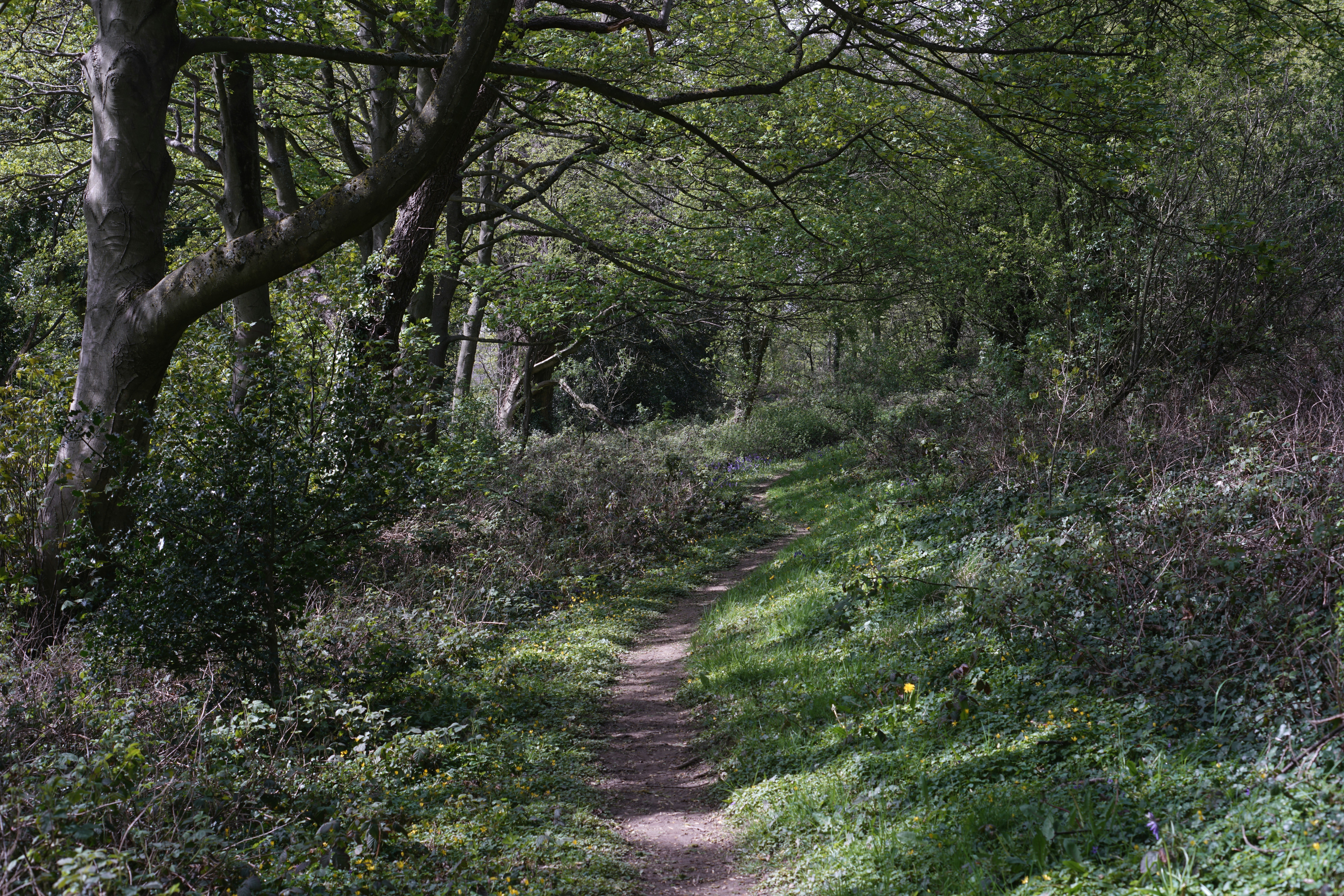 a dirt path in the middle of a forest