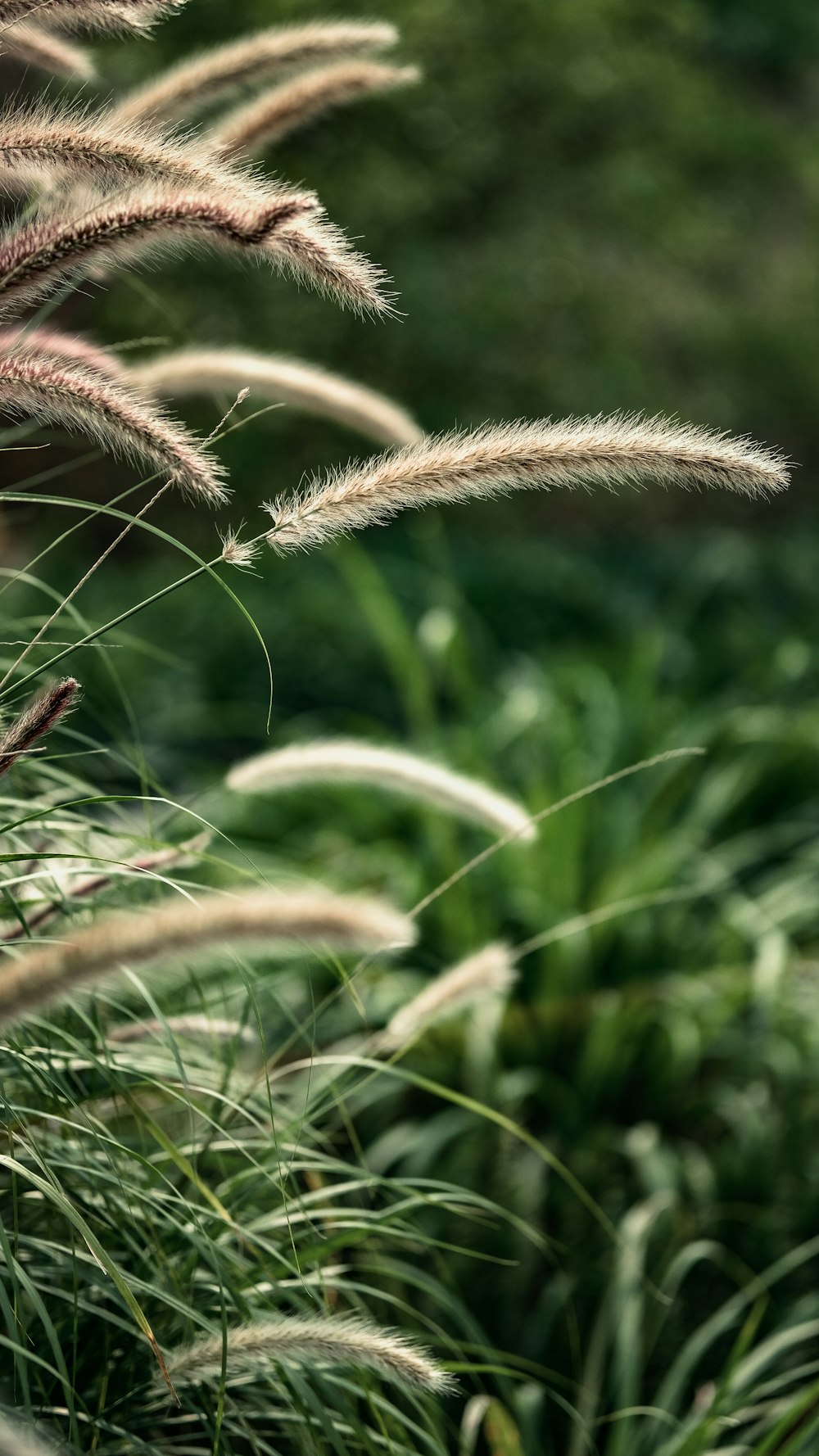 a close up of a plant with long grass