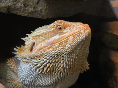 Close-up of a vibrant bearded dragon basking on a sunlit rock.