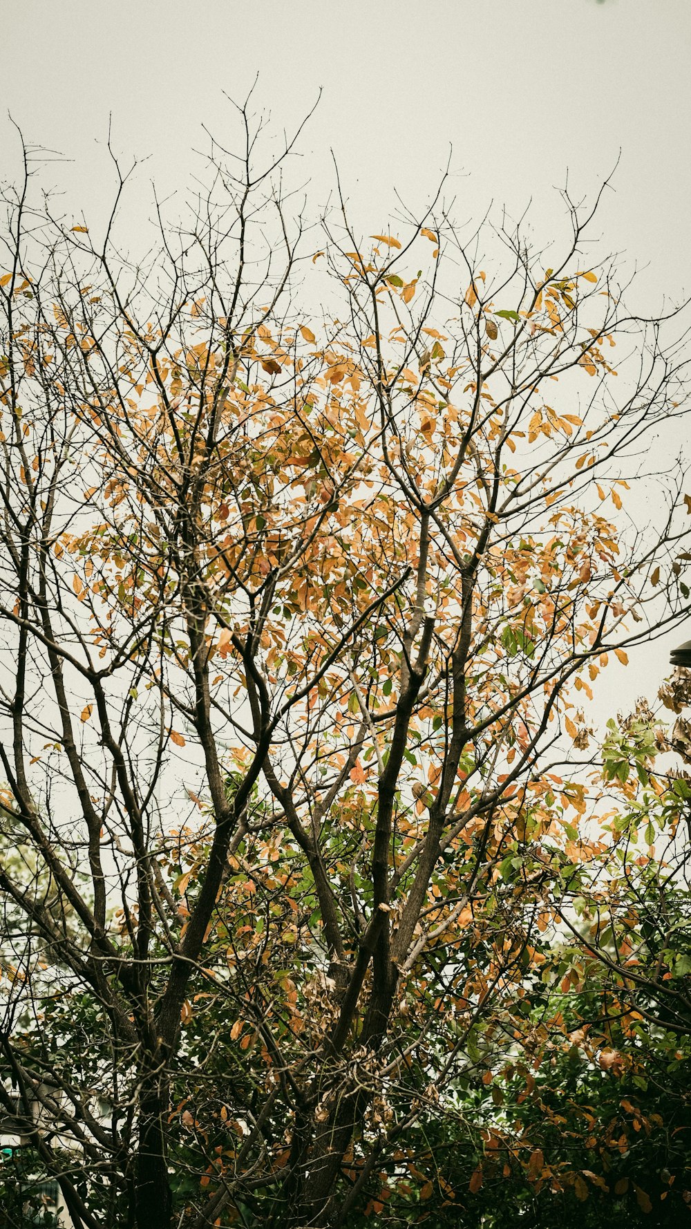 a tree with yellow leaves and a clock tower in the background