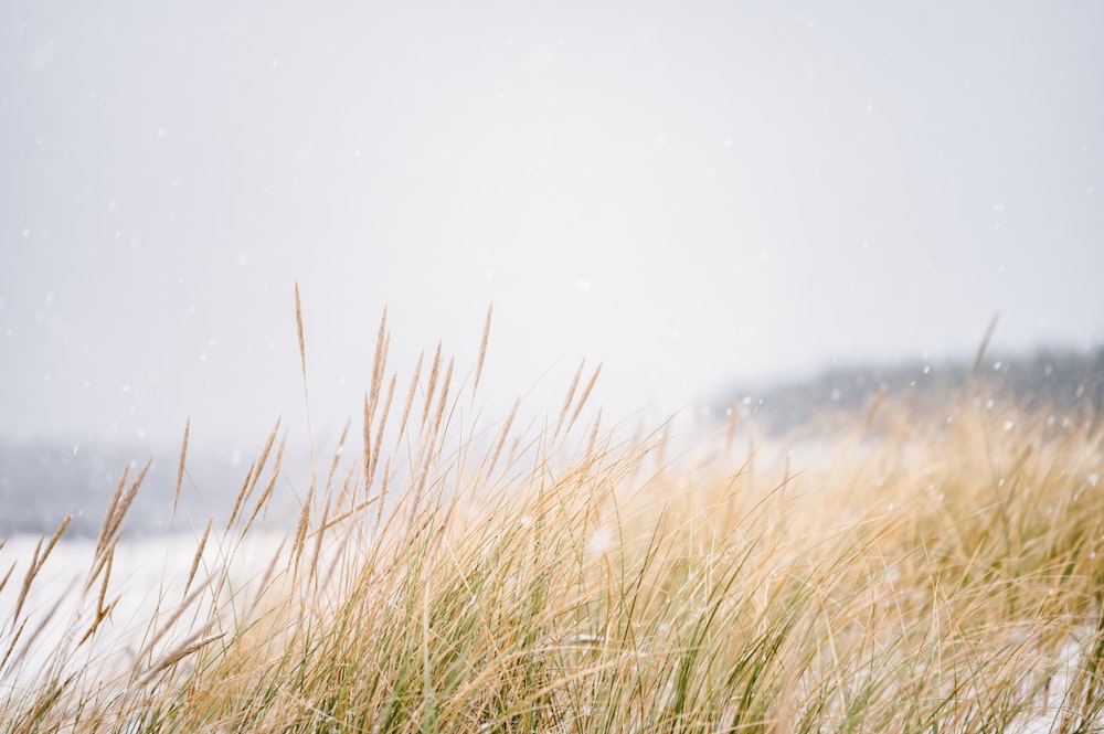 a snow covered field with grass blowing in the wind