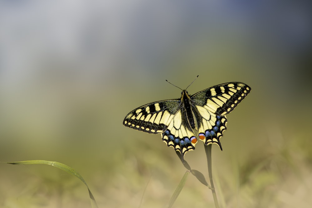 a yellow and black butterfly sitting on top of a plant