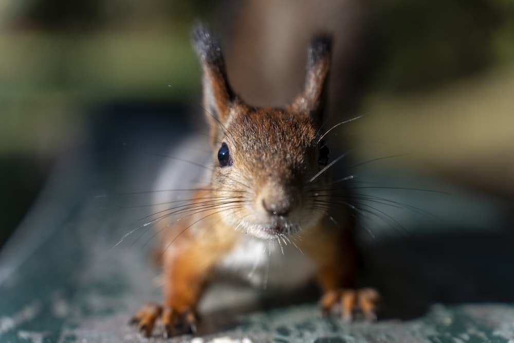 a close up of a squirrel on a table