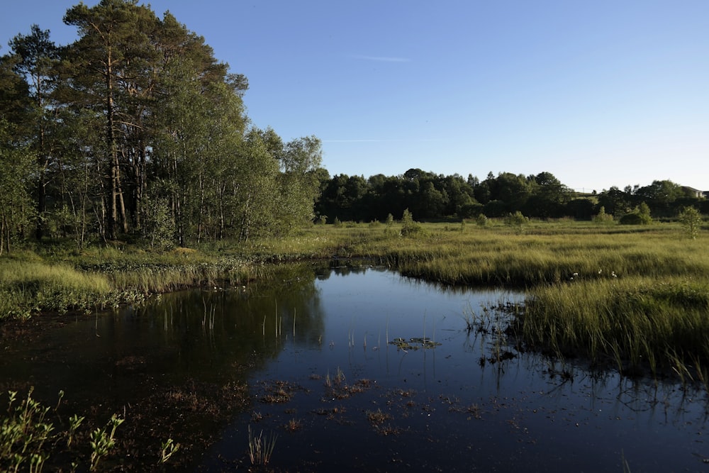 a small pond surrounded by tall grass and trees