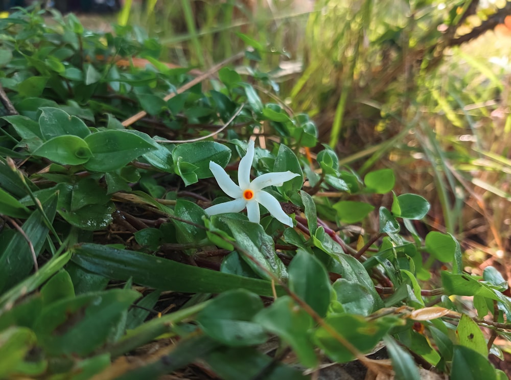 a close up of a small white flower in the grass