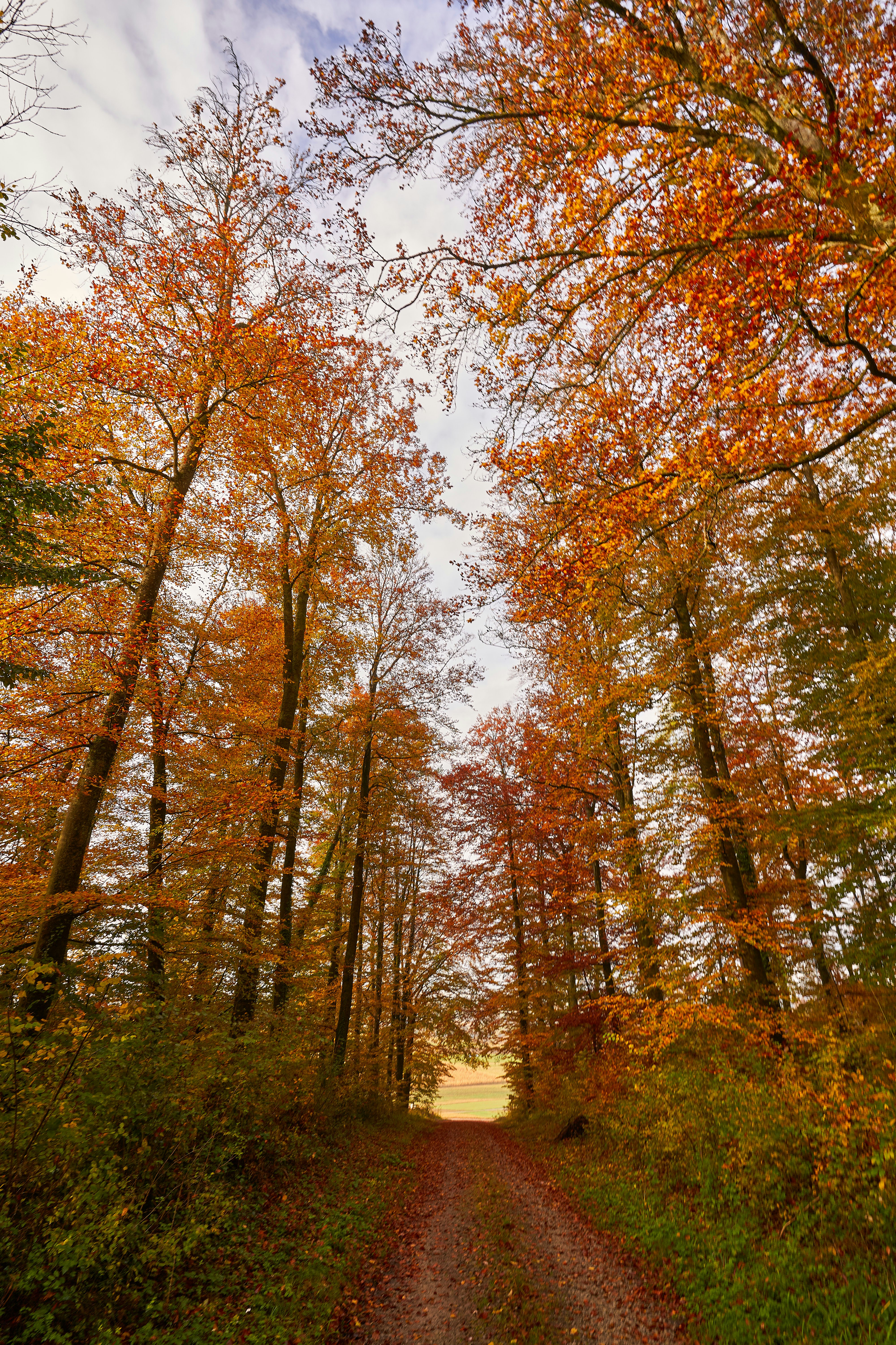 Photo by wolfgang_hasselmann