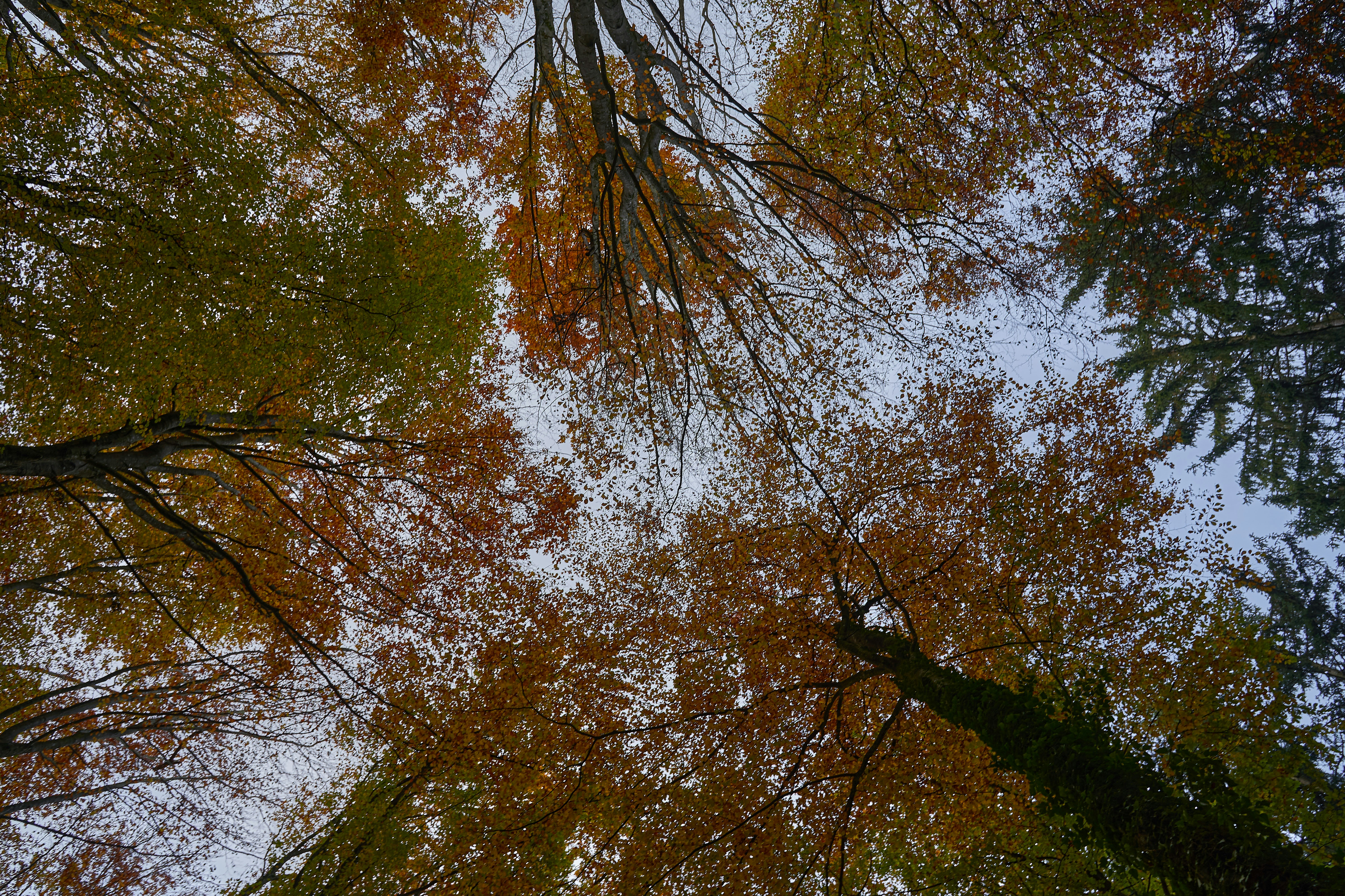 Photo by wolfgang_hasselmann