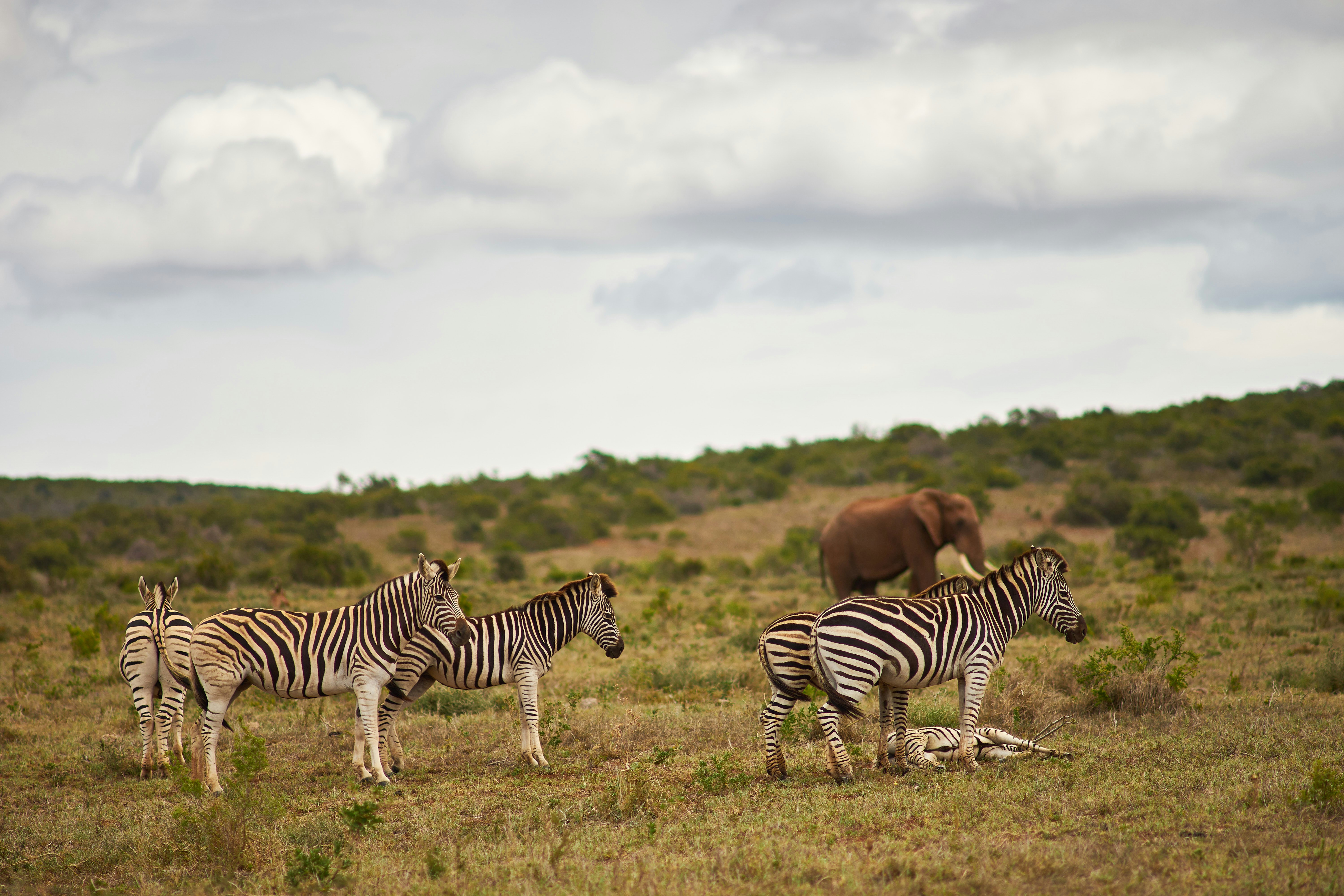 Photo by wolfgang_hasselmann