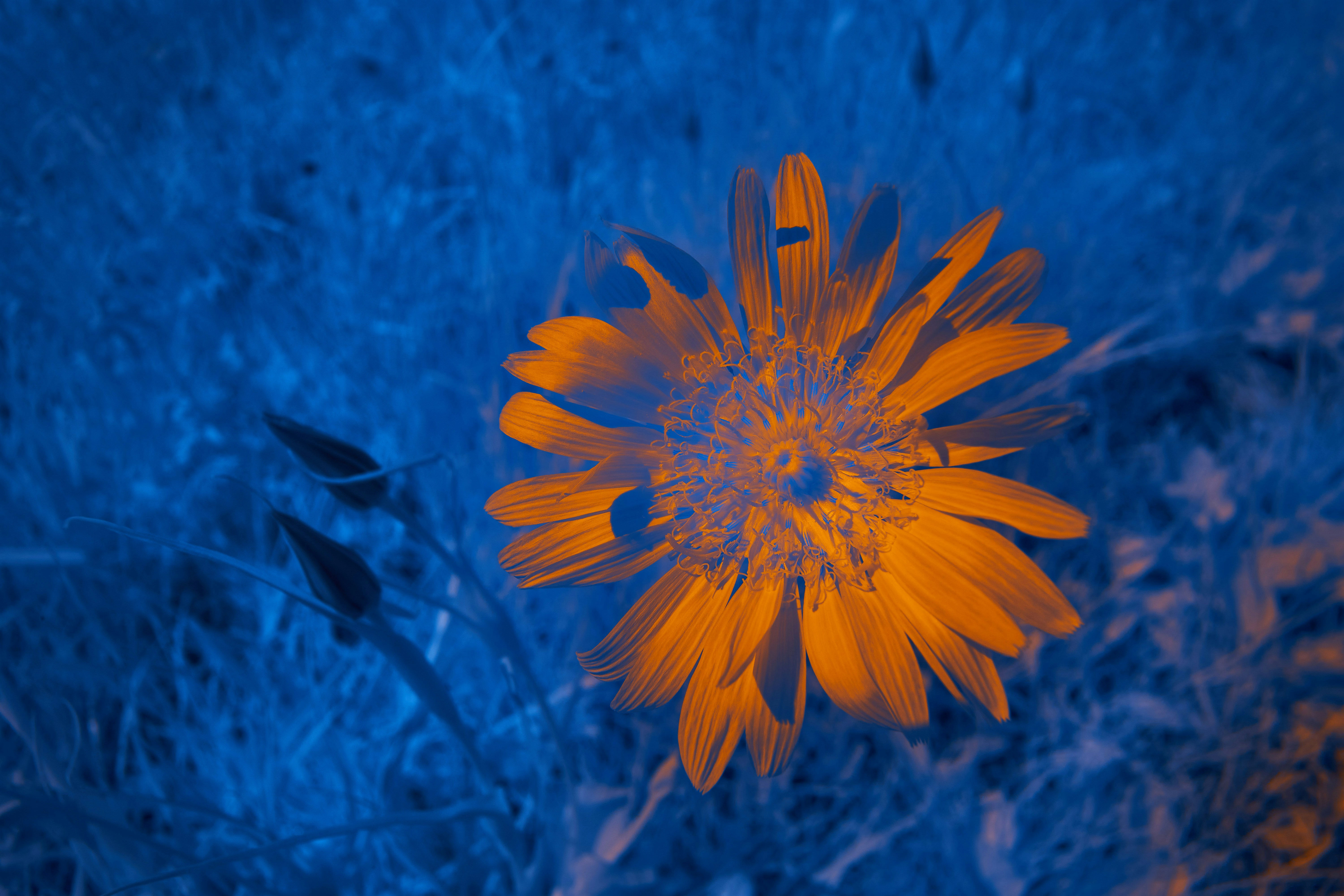 Photo by wolfgang_hasselmann