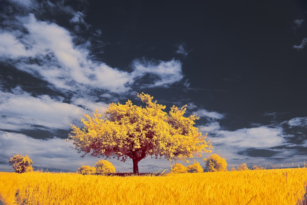 a lone tree in a field of tall grass