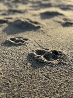 a dog paw prints in the sand on a beach