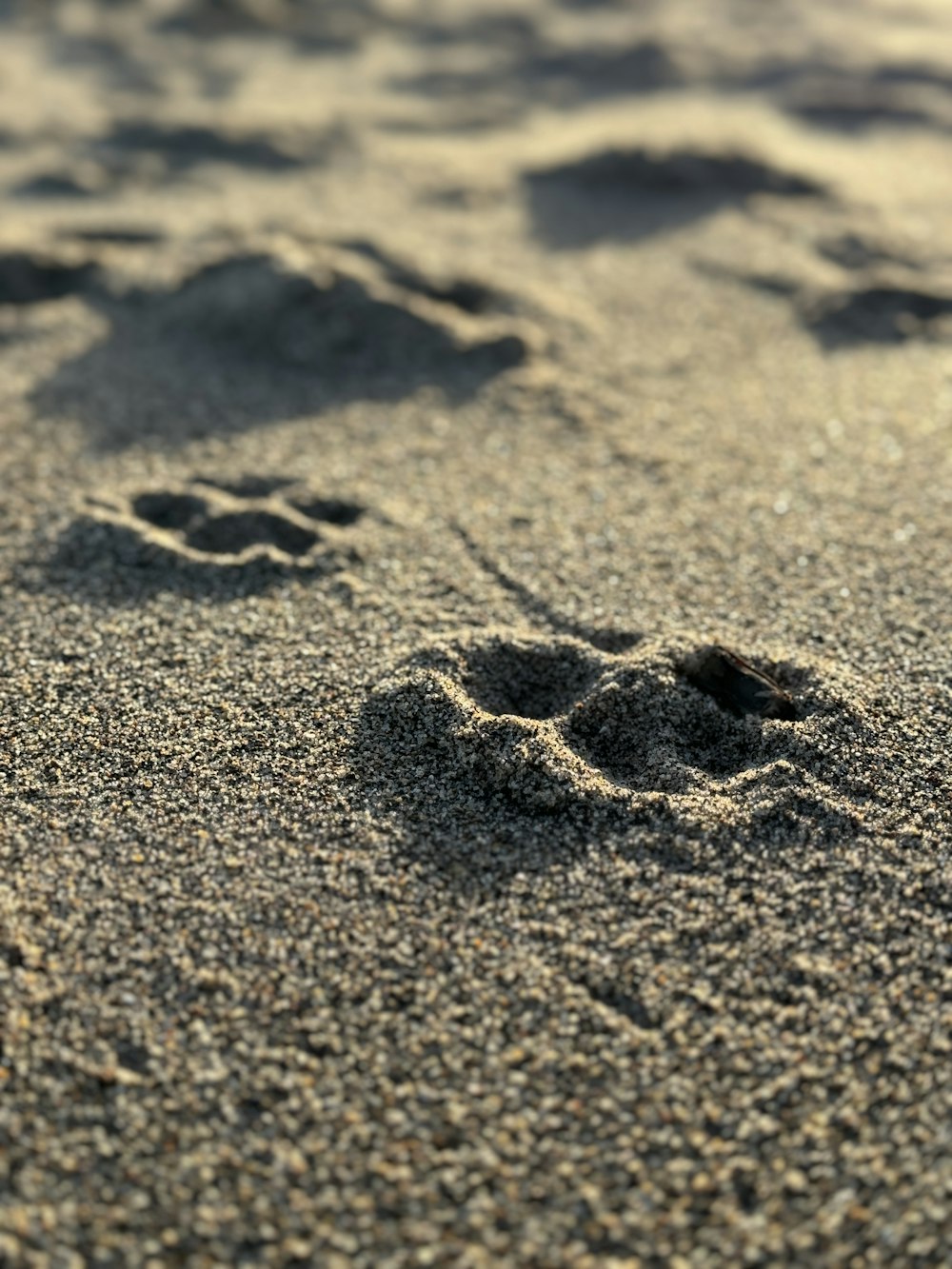 a dog paw prints in the sand on a beach