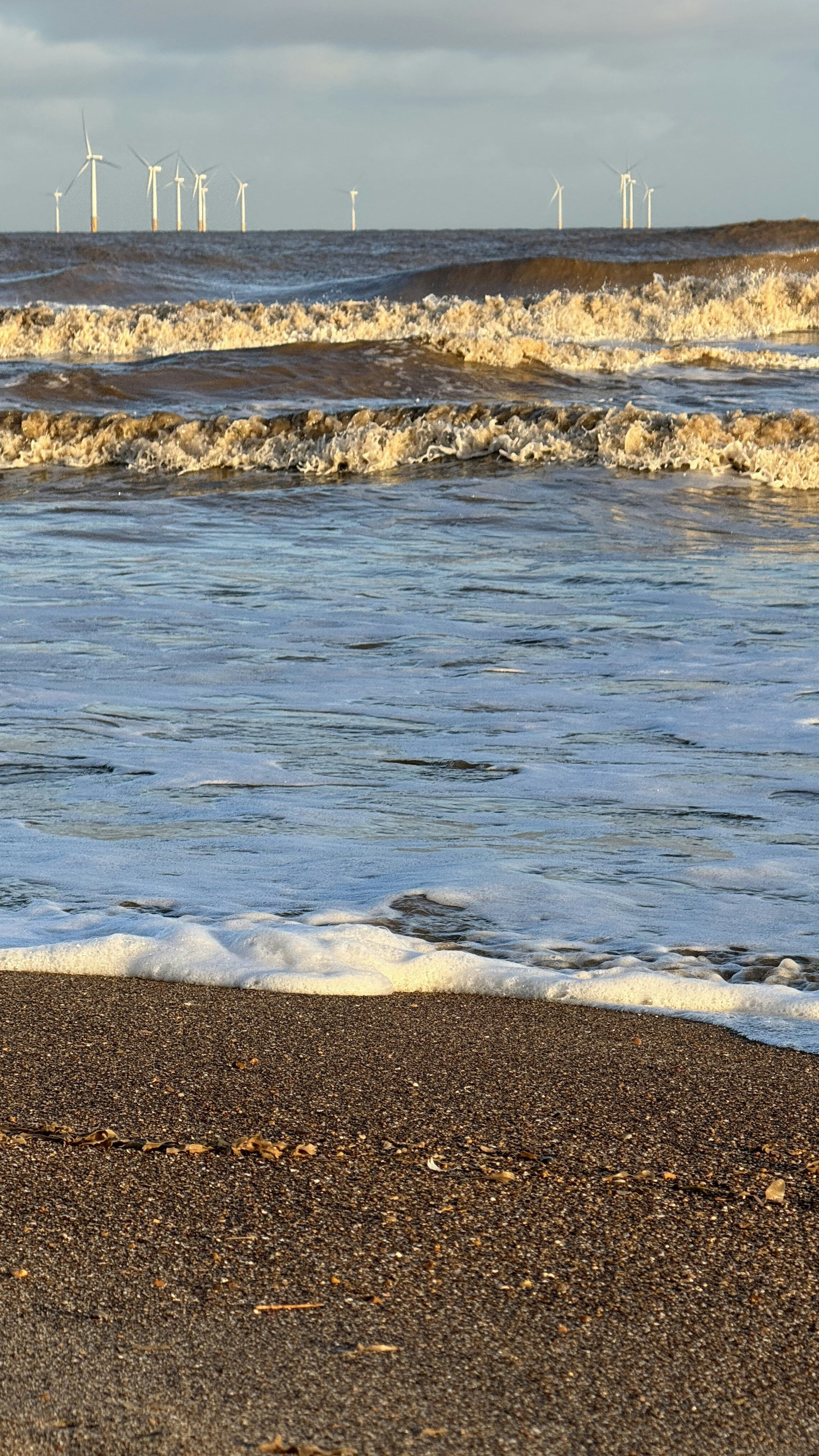 un uccello in piedi su una spiaggia vicino all'oceano
