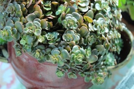 A close-up view of a rosette-forming succulent plant with dense clusters of small, thick green leaves arranged in a circular pattern. The plant is contained within a reddish-brown, rustic-looking pot. Sunlight highlights the textures and colors of the leaves, creating a vibrant and lush appearance.