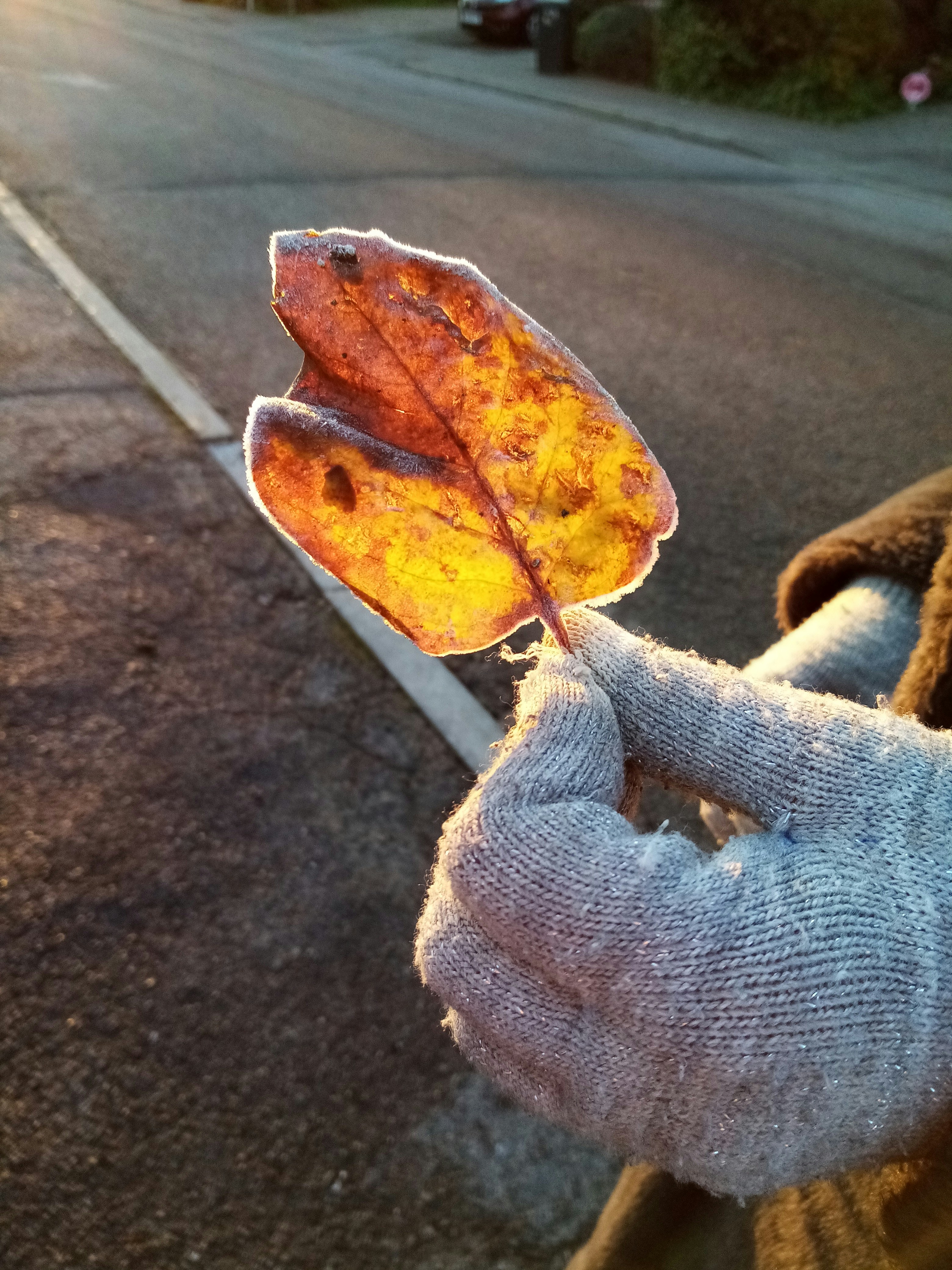 Warm Wool Blend Gloves
