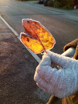 A close-up of a hand wearing a grey glove holding a frosted autumn leaf. The leaf is yellow with brown spots and veins, and it is covered in a thin layer of frost. The background shows a road with the early morning sun casting a warm glow.