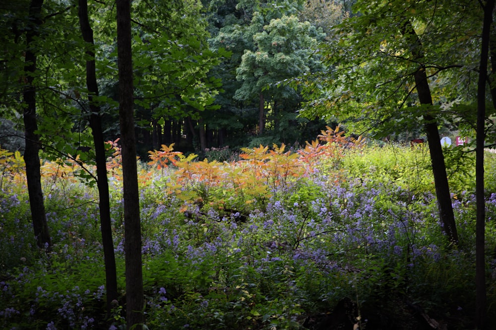 a forest filled with lots of trees and flowers