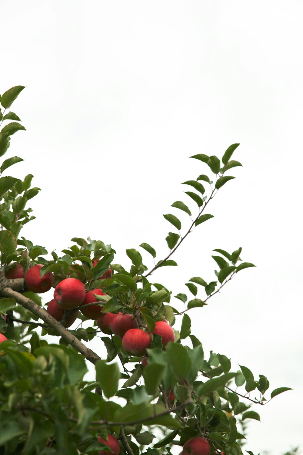 a tree filled with lots of ripe fruit