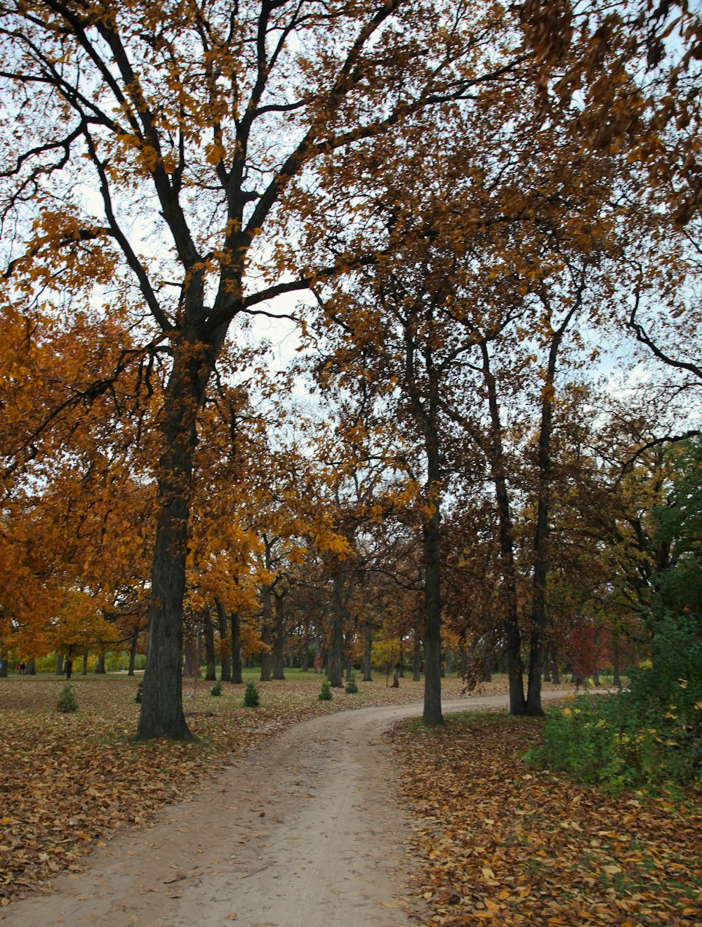 a dirt road surrounded by leaf covered trees