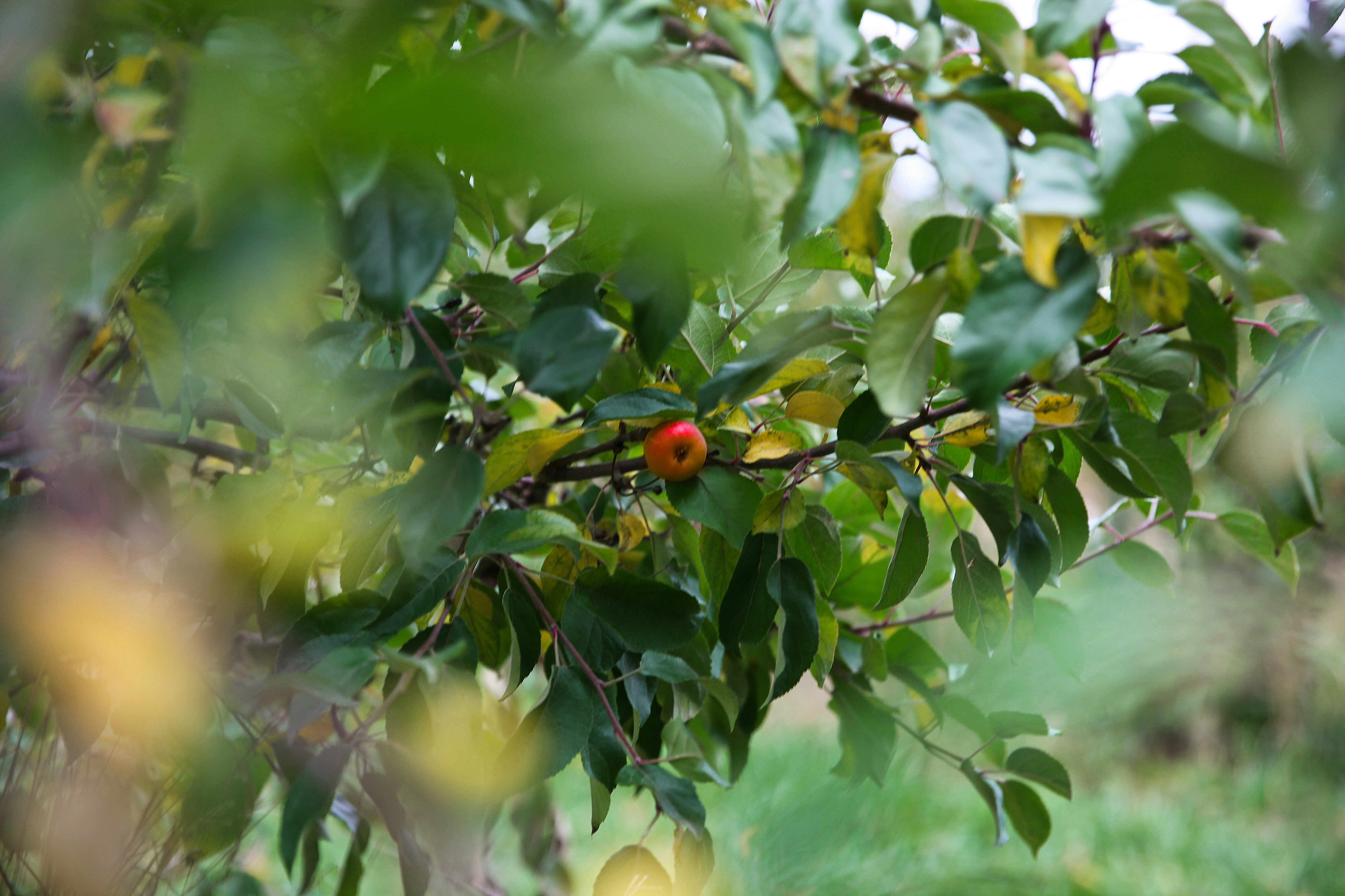 a fruit tree with green leaves and a red fruit on it