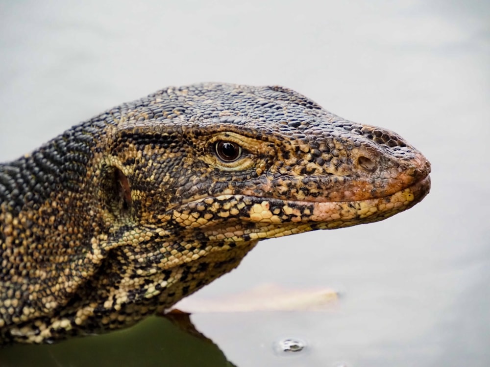 a close up of a lizard in the water
