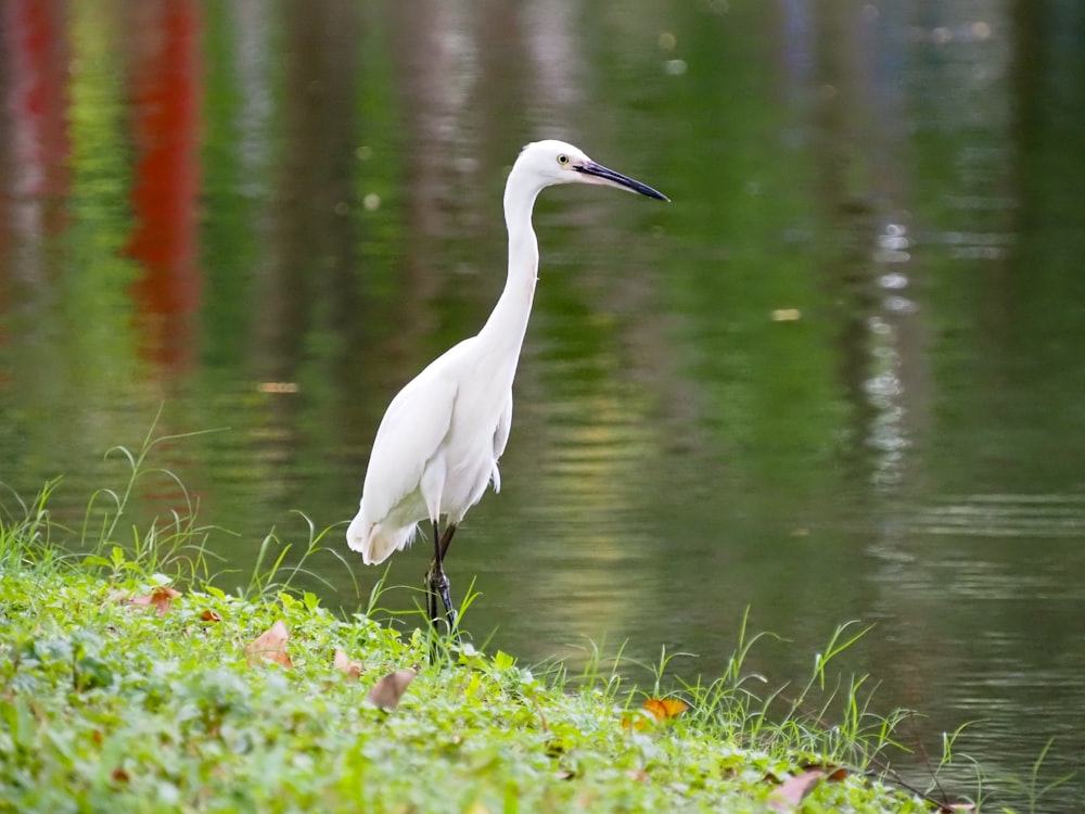 a white bird standing on the shore of a lake
