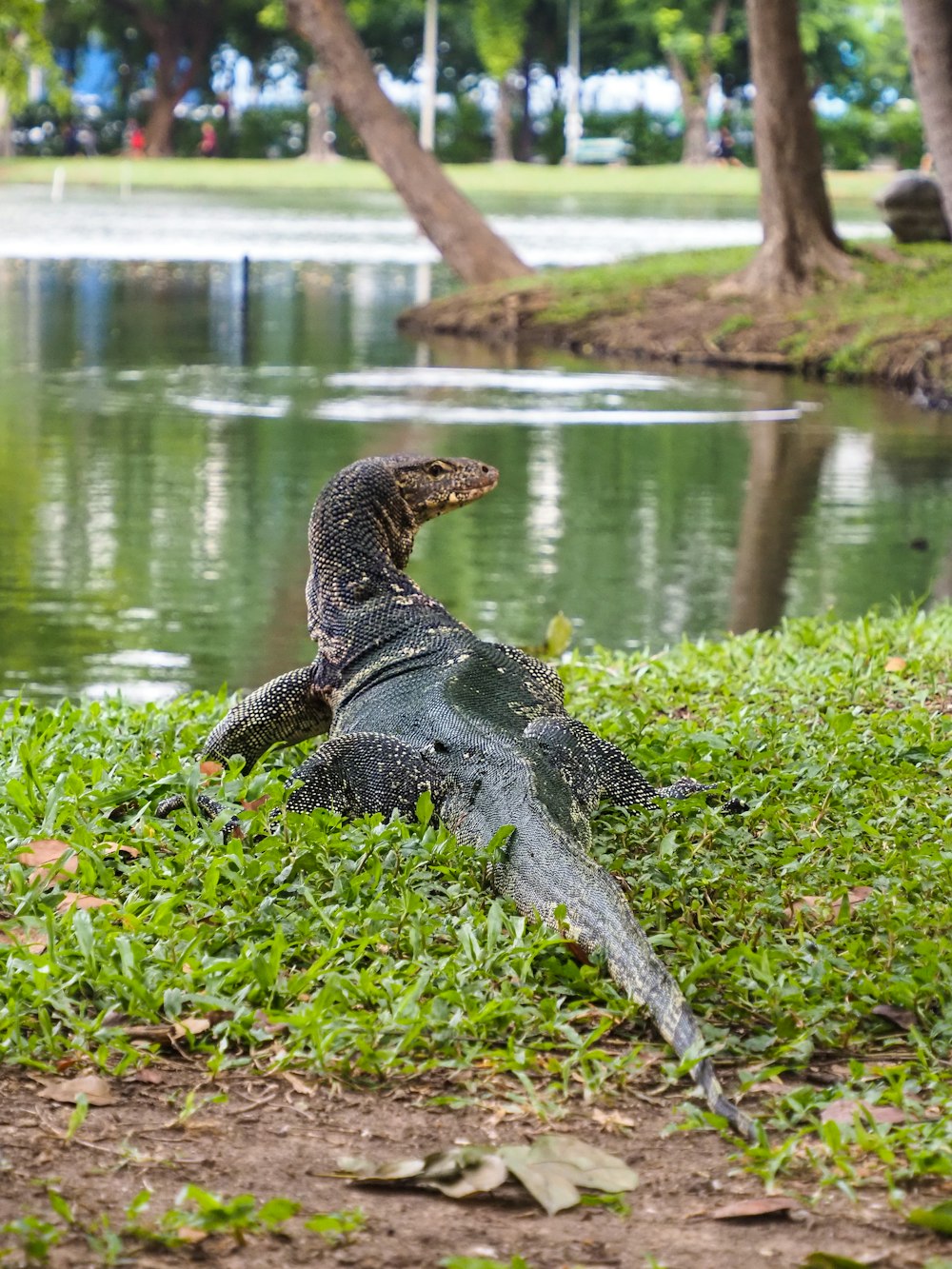 a large lizard laying on top of a lush green field