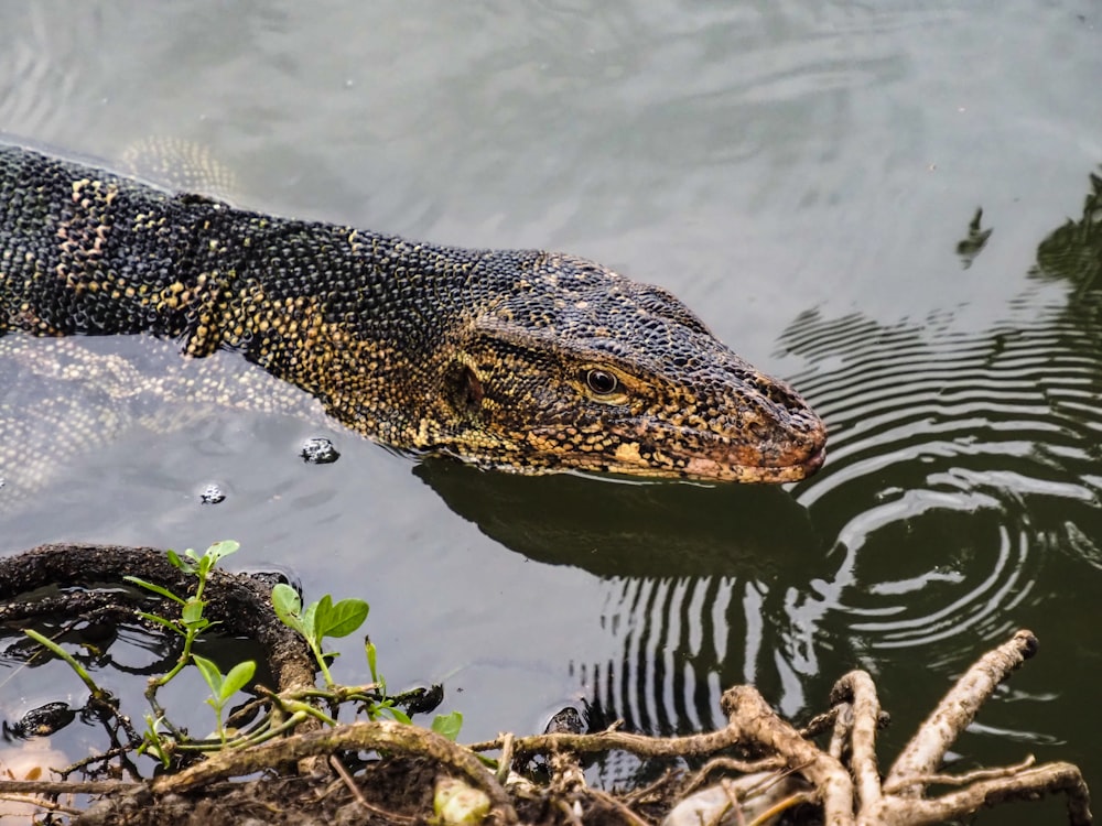 a large alligator swimming in a body of water