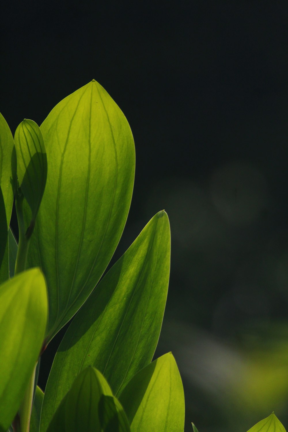 Un primer plano de una planta de hoja verde