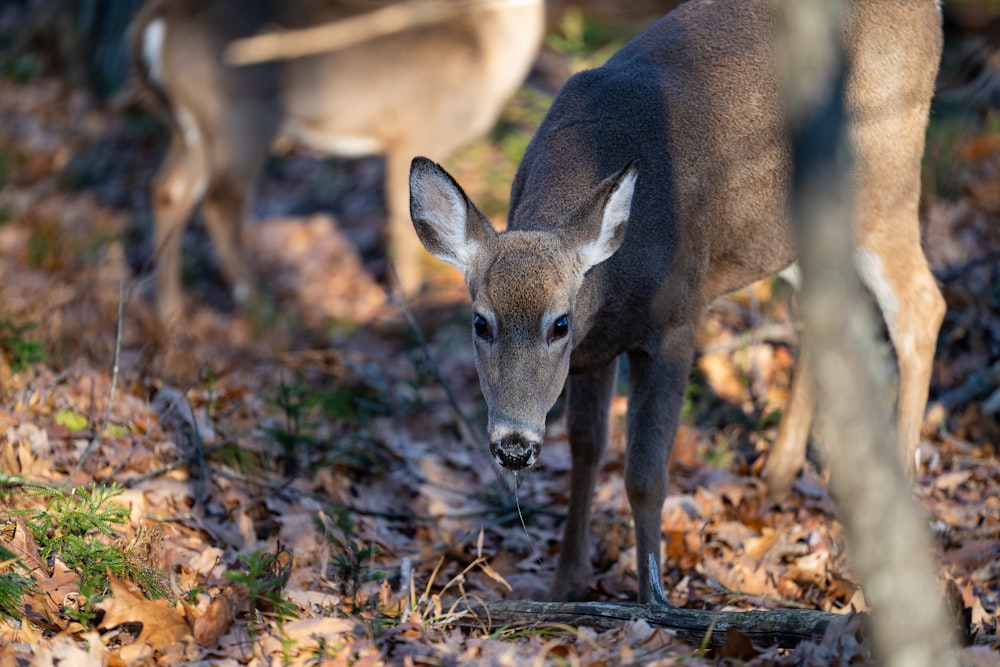 a couple of deer standing next to each other on a forest floor