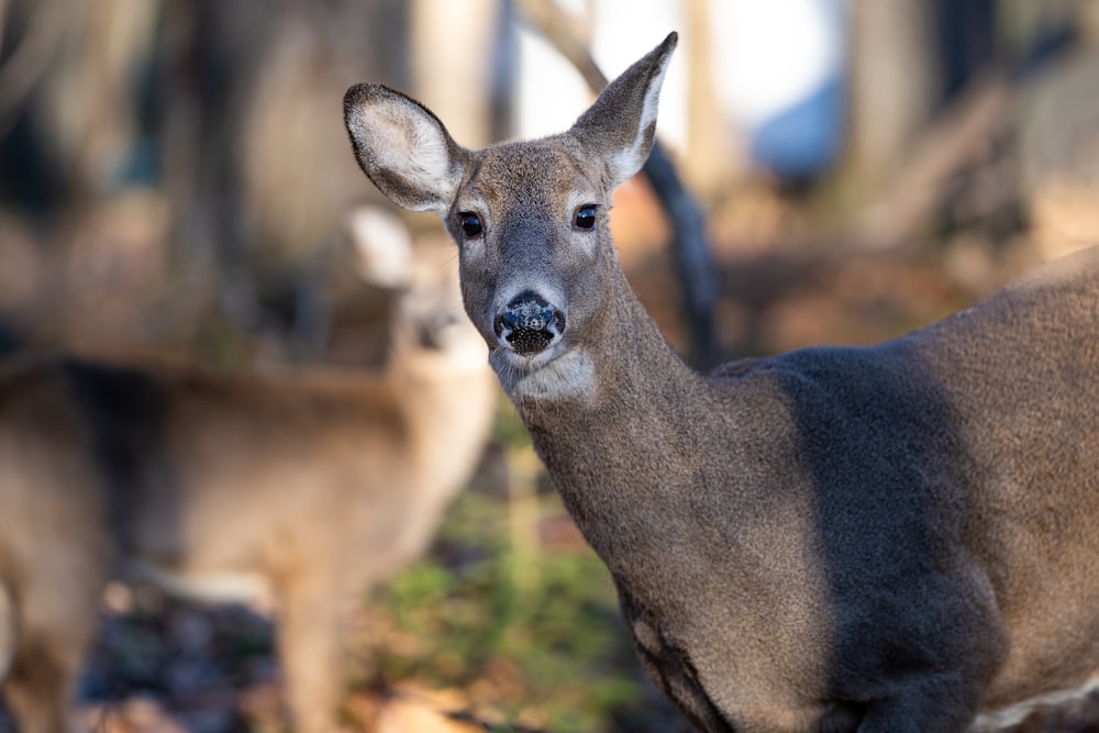 a couple of deer standing next to each other