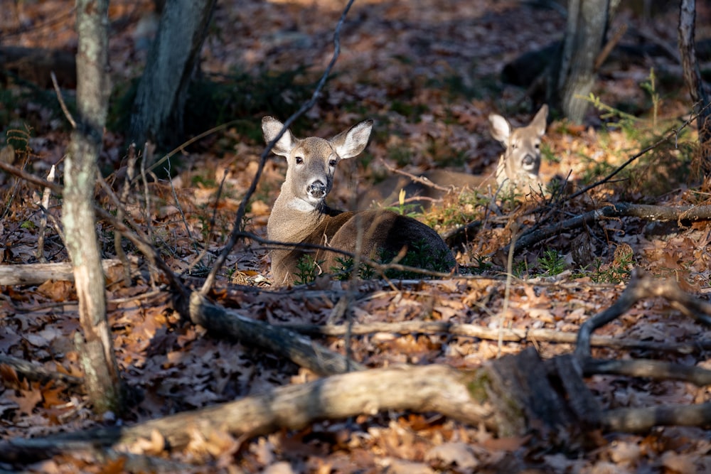 a couple of deer laying on top of a forest floor