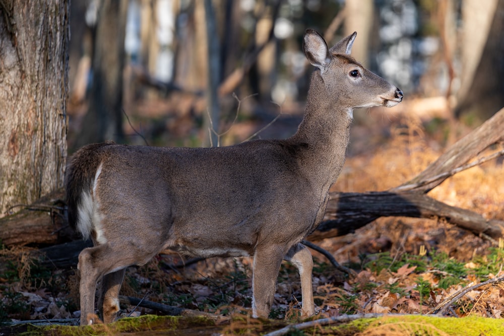 a deer standing next to a tree in a forest