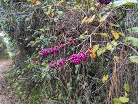 Clusters of vibrant purple berries hang from branches intertwined with yellowing and green leaves. The foliage appears dense and wild, with a path visible to the left, suggesting a natural, perhaps rustic setting.
