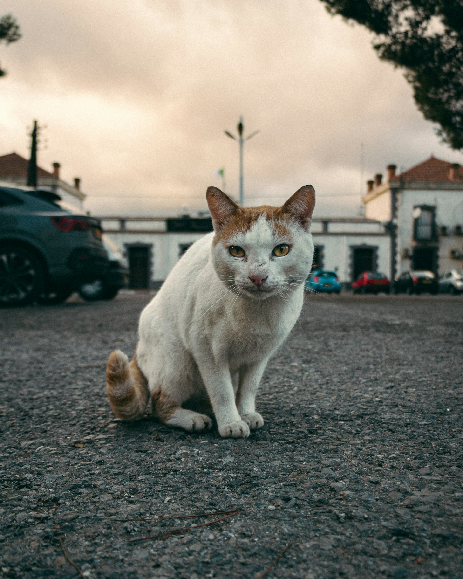 a cat sitting in the middle of a parking lot