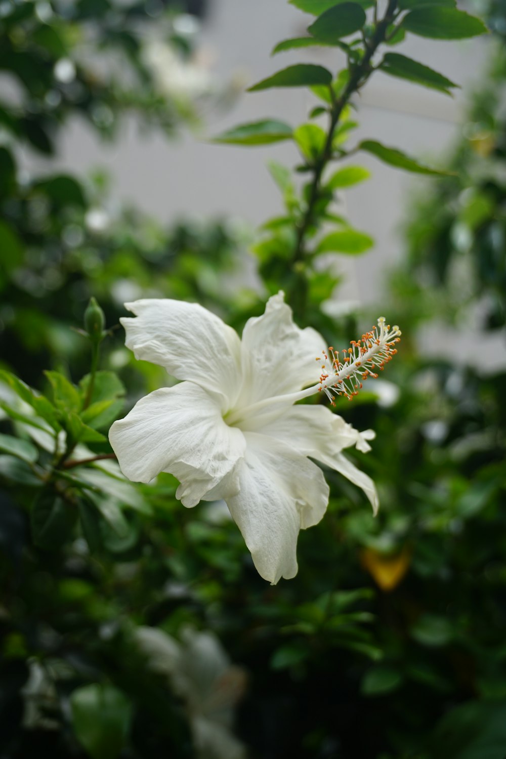 a white flower with green leaves in the background