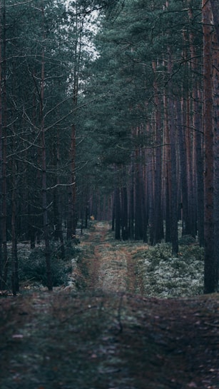 A serene forest scene featuring tall, slender trees with dark brown trunks and dense green foliage. A narrow, earthy path winds through the middle, surrounded by a bed of moss and scattered leaves. The muted light creates an atmosphere of calm and solitude.