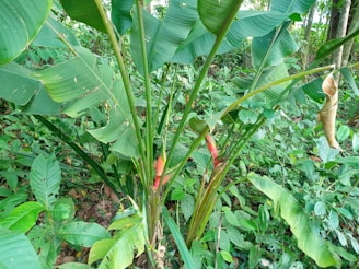 A lush green environment with various tropical plants and large leaves, highlighting bright red flowers protruding from the stems of the foliage.