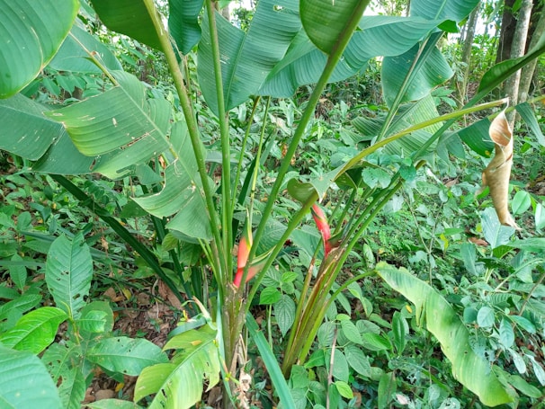 A lush green environment with various tropical plants and large leaves, highlighting bright red flowers protruding from the stems of the foliage.