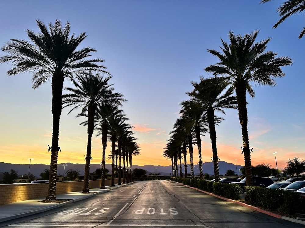 a street lined with palm trees at sunset