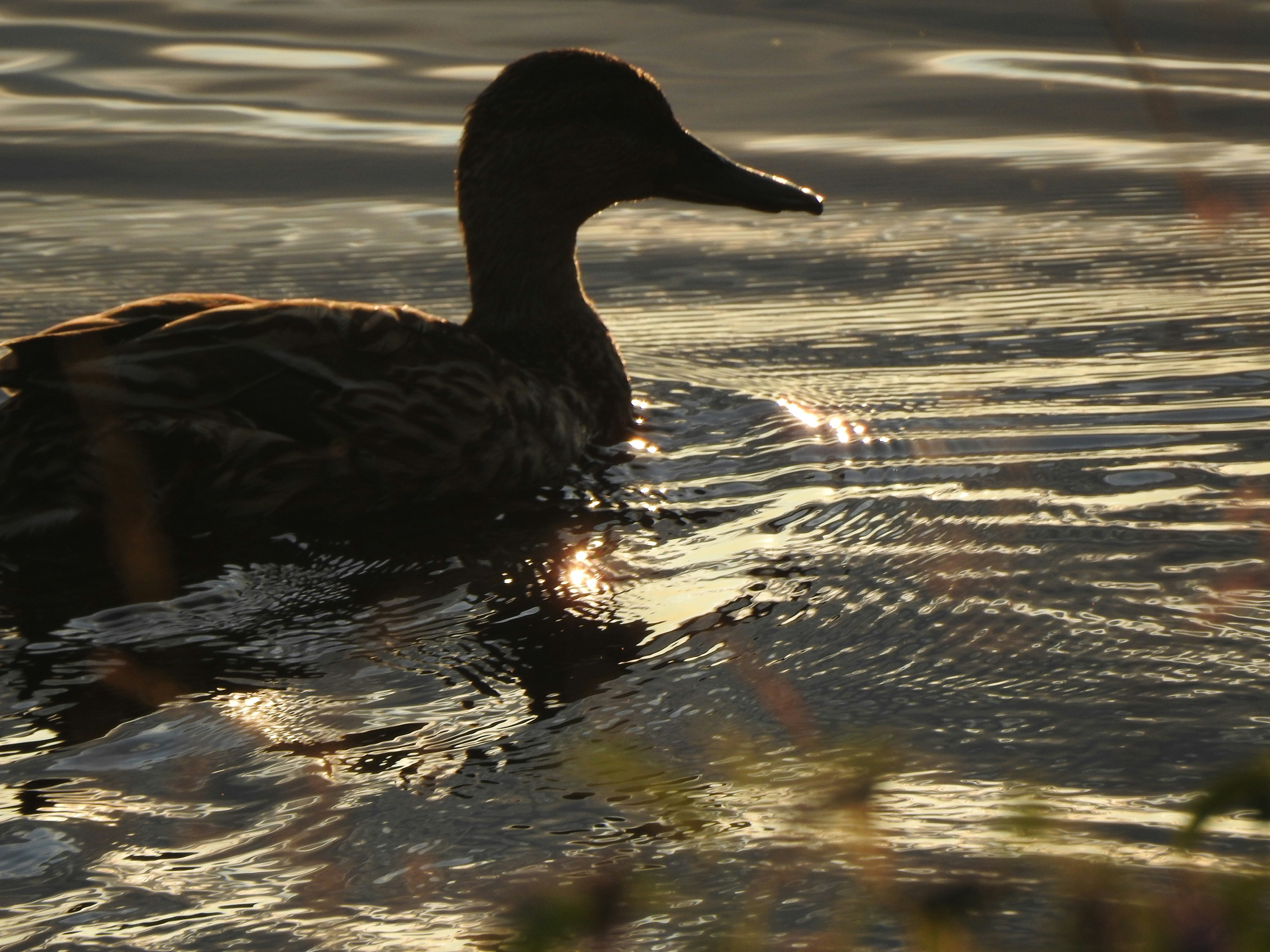 a duck is swimming in the water at sunset, 