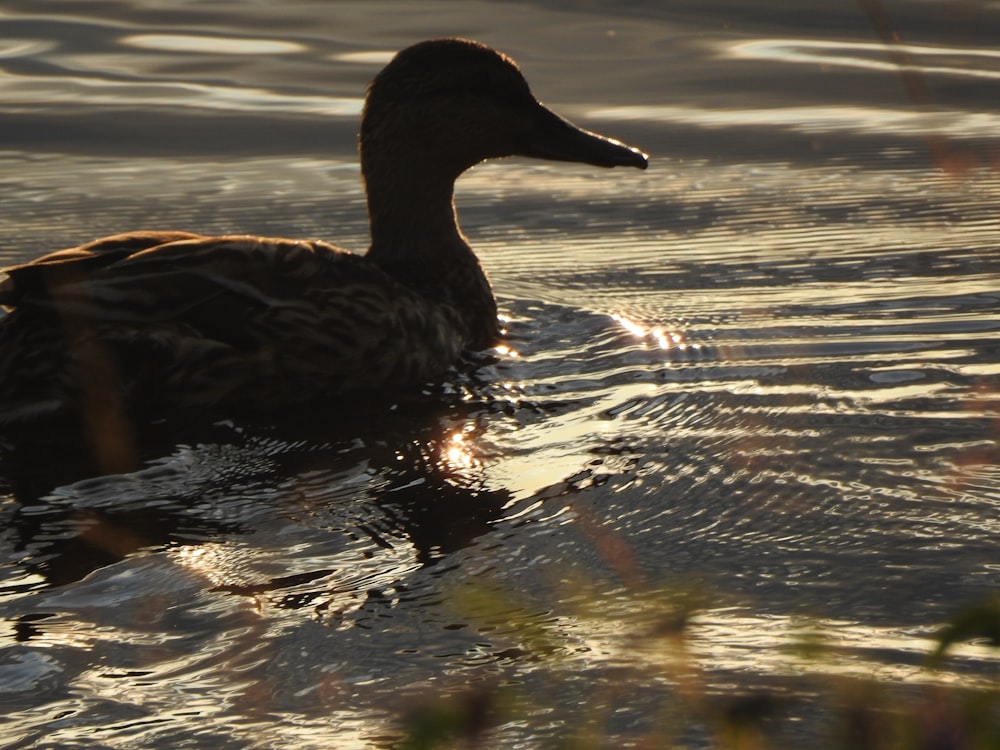 a duck is swimming in the water at sunset